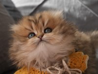 Champion babanın kızı safkan british longhair güzellik