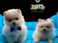 SAĞLIK GARANTİLİ POMERANİAN BOO YAVRULARIMIZ