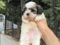 Shih tzu dişi minyatür yavru