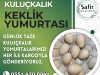 Kuluçkalık Kınalı Keklik Yumurtası