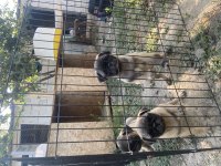 Son 3 dişi pug mops bebekler