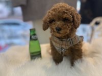 Teslime hazır toy poodle yavrular