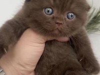Cinnemon scottish fold bebek