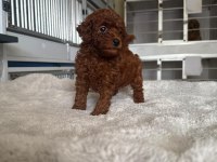 Kore toy poodle yavrularımız