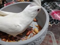 Kırmızı göz albino sultan papağanı 5 6 aylık