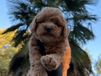 KORE MALTİPOO 