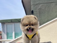 4 AYLIK DİŞİ RED BROWN TOY POODLE