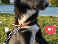 Borador cins köpeğimiz dişi sahiplendirmek istiyorum