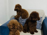 KORE RED BROWN SAFKAN TOY POODLE YAVRULAR