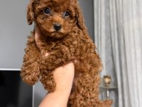 Orjinal ırk ve sağlık garantili poodle