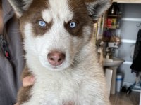 Husky Sibirya kurdu
