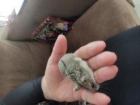 Çok Tatlı Minnak Yavru Hamster Çeşitleri Hamster