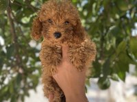 Siyah kırmızı erkek ve dişi poodle yavrularımız