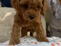 45 günlük 4 güzel toy poodle yavru