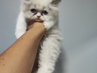 Dişi İran Kedileri