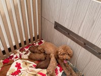 EN TATLI POODLE BEBEKLER
