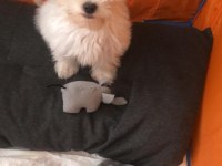 Yavru Maltese Terrier