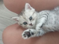 Scottish fold yavru