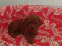 Toy poodle
