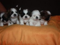 Irk garantili saf kan shih tzu yavruları
