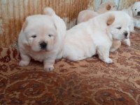 sağlik ve ırk garantili chow yavrularımiz