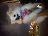 Sahiplendirilecek pomeranian köpeğimiz hera