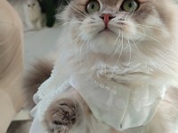 BLh golden dişi ve erkek british longhair