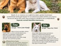 İki kardeş alman kurdu