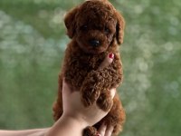 50 günlük ERKEK POODLE