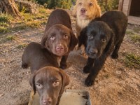 Labrador bebekler