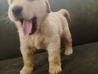Baby Face Golden Retriever Yavrumuz