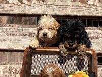 Bıgpo efsane gözel yavrular baba poodle