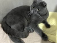 Ücretsiz scottish fold