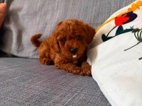Sağlık Ve Irk Garantili Poodle
