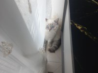 British shorthair blue point
