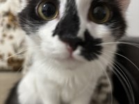 3 AYLIK ERKEK KEDİMİZ SATIN ALMA SAHİPLEN