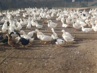 Pekin ördeği ve yumurtası