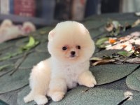 Sağlık Ve Irk Garantili Pomeranian Köpeğimiz