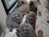 British Shorthair Yavruları