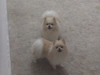 Dişi Pomeranian