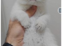 British shorthair 3 aylık