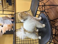 Oğluma eş arıyorum çiftleştirmek için pomeranian boo