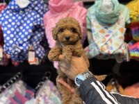 Toy Poodle güzelliği