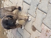 Karabaş kurtboğan ırkı