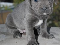 MÜKEMMEL KALİTE BLUE&LİLAC CANE CORSO YAVRULARI