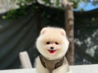 Yeni gelen sevimli pomeranian boo yavrular