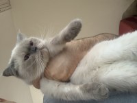 Evden Show Kalite Safkan British Shorthair Kedilerim