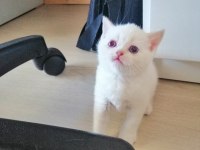 British shorthair blue point
