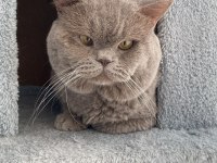 Tosbik, erkek 1 yaşında british shorthair