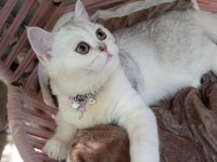 Silver Chinchilla rengi 4,5 aylık safkan yavrumuz